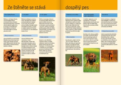 Rhodéský ridgeback - Image 4