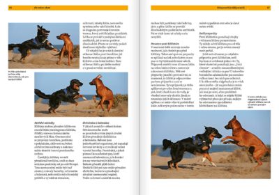 Rhodéský ridgeback - Image 7