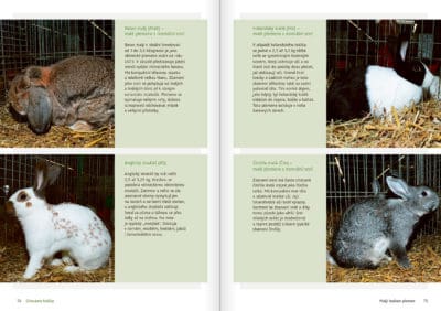 Chováme králíky – nenároční ušáci v králíkárně - Image 7