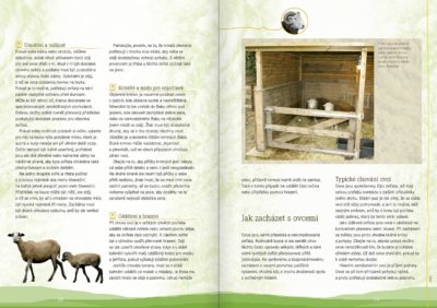 Chováme ovce – ideální zvířata k domu a na dvůr - Image 5