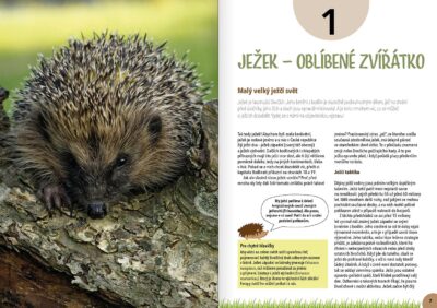 Ježek na zahrádce - Image 3