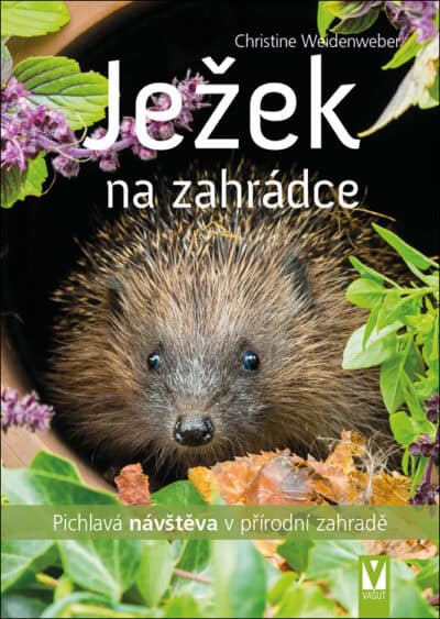 Ježek na zahrádce