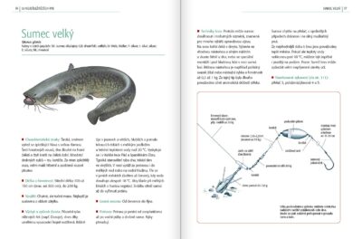 Rybářův průvodce – 50 druhů ryb a jak je chytat - Image 4