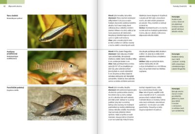Akvaristika pro začátečníky - Image 5
